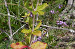 Dogtongue buckwheat